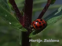 Elfstippelig lieveheersbeestje [Coccinella undecimpunctata]